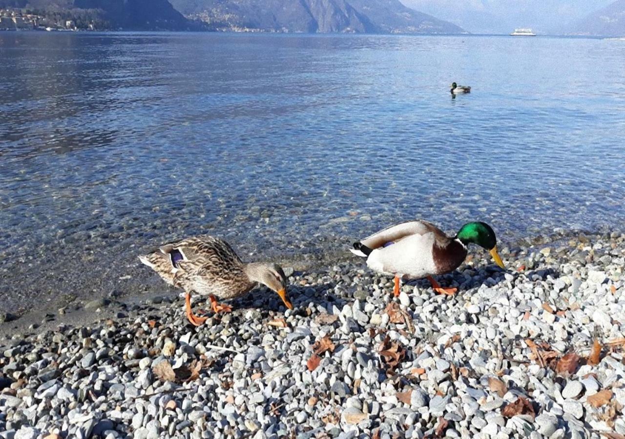 La Vista Villa Lezzeno Eksteriør billede